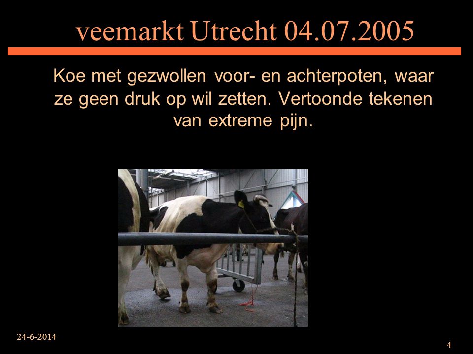 veemarkt Utrecht Koe met gezwollen voor- en achterpoten, waar ze geen druk op wil zetten. Vertoonde tekenen van extreme pijn.