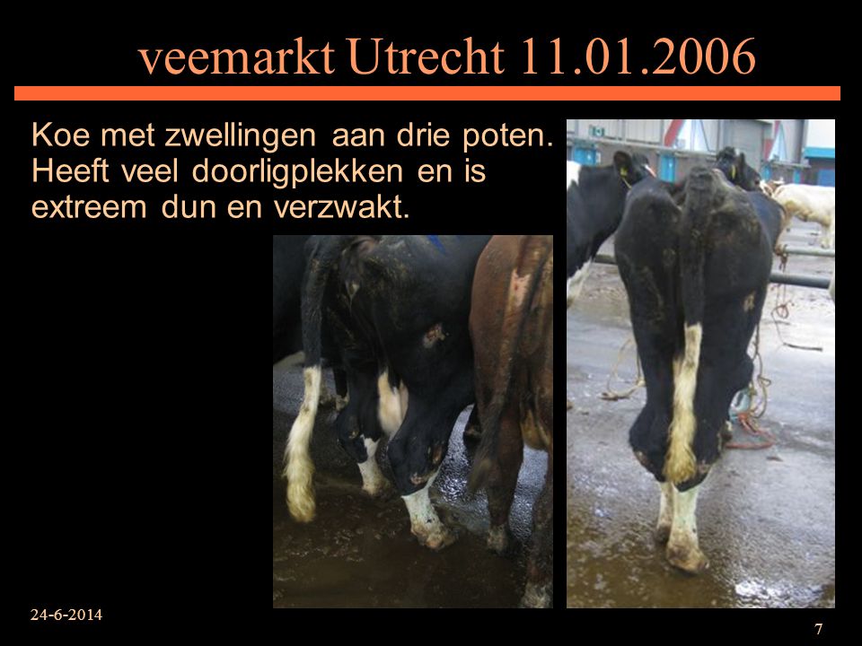 veemarkt Utrecht Koe met zwellingen aan drie poten. Heeft veel doorligplekken en is extreem dun en verzwakt.