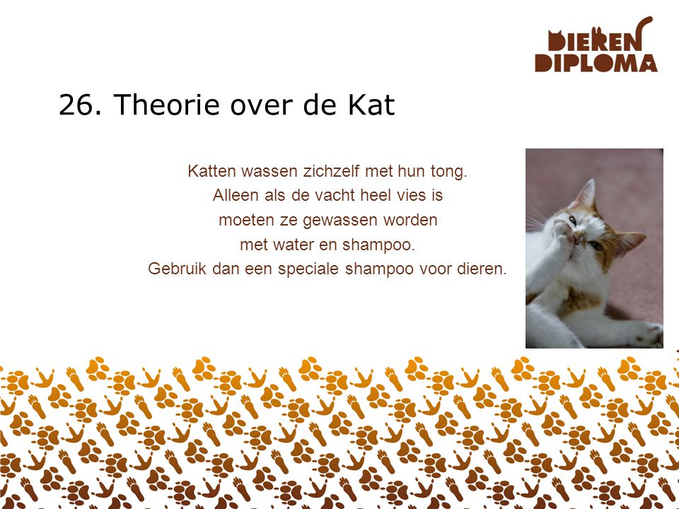 26. Theorie over de Kat Katten wassen zichzelf met hun tong.