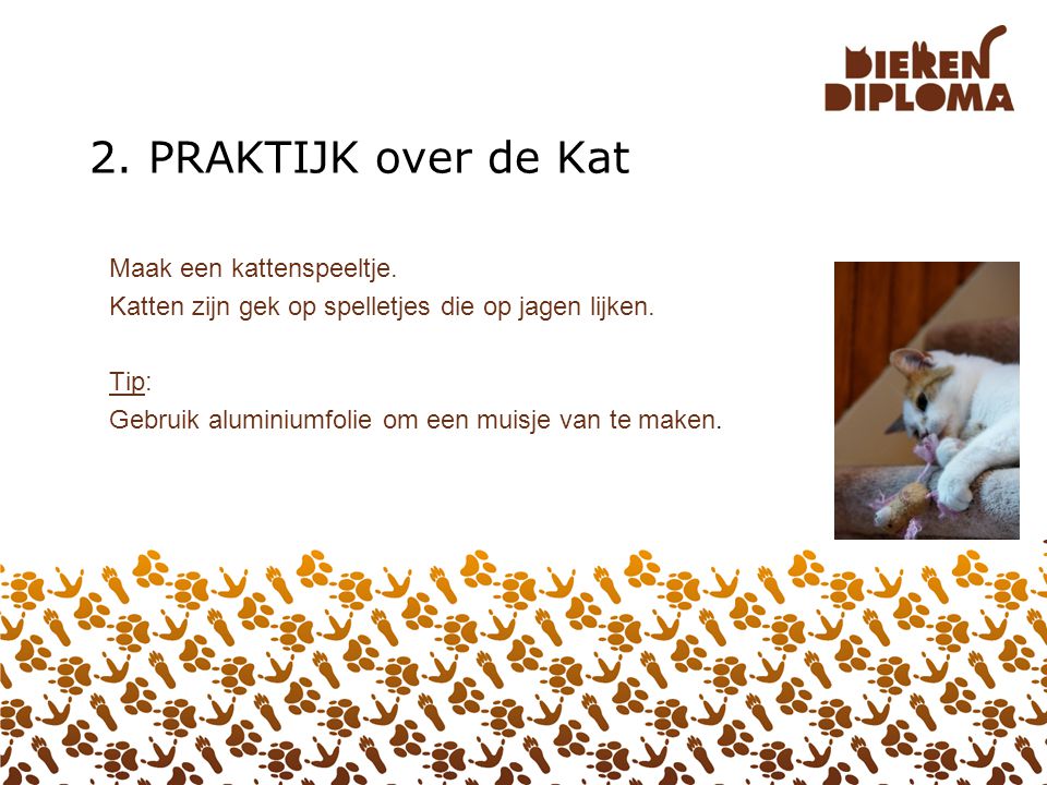 2. PRAKTIJK over de Kat Maak een kattenspeeltje.