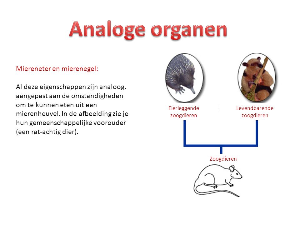 Analoge organen Miereneter en mierenegel: