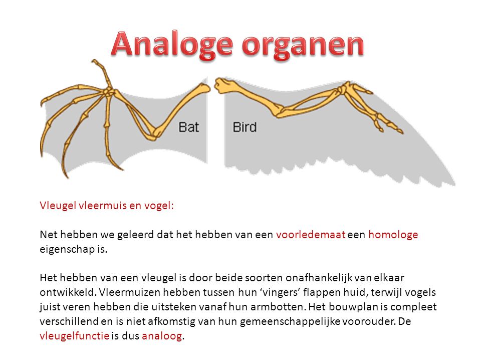 Analoge organen Vleugel vleermuis en vogel: