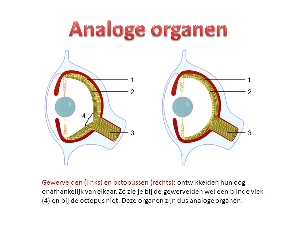 Analoge organen