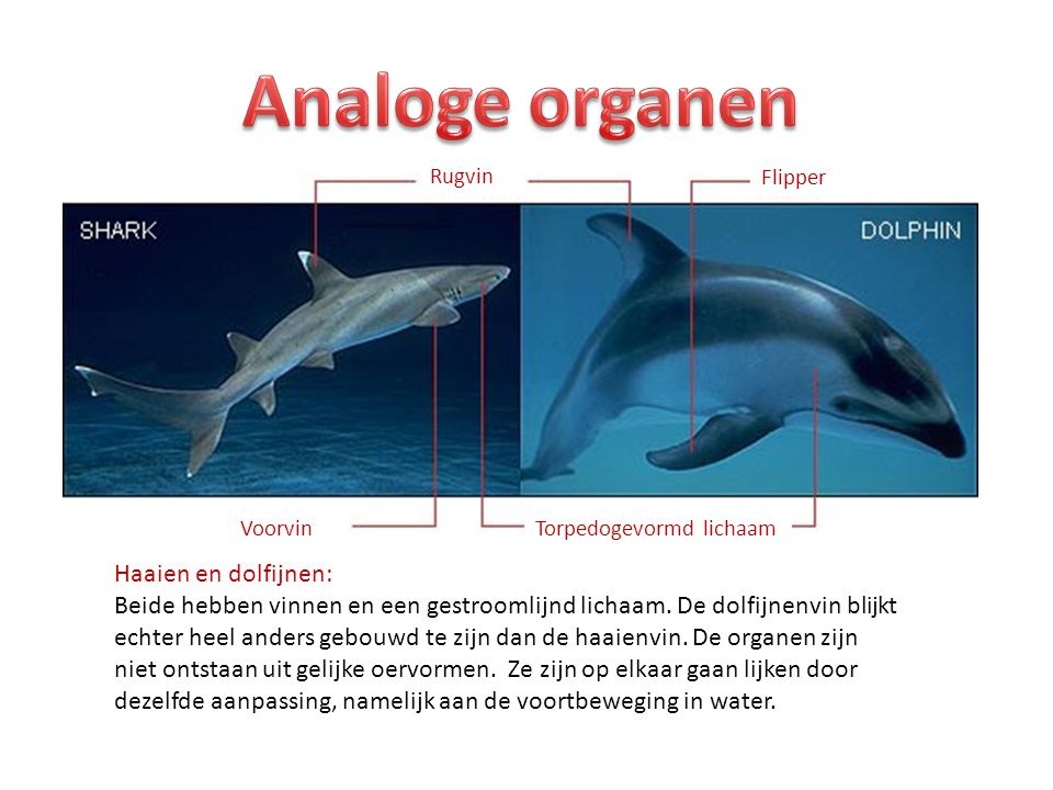Analoge organen Haaien en dolfijnen: