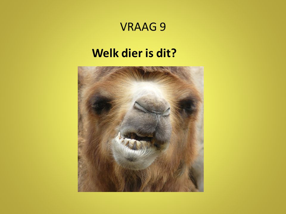 VRAAG 9 Welk dier is dit Antwoord: kameel/dromedaris