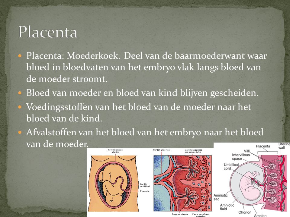 Placenta Placenta: Moederkoek. Deel van de baarmoederwant waar bloed in bloedvaten van het embryo vlak langs bloed van de moeder stroomt.