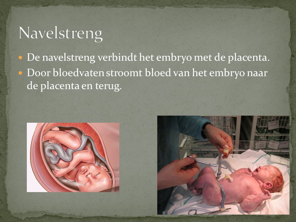 Navelstreng De navelstreng verbindt het embryo met de placenta.