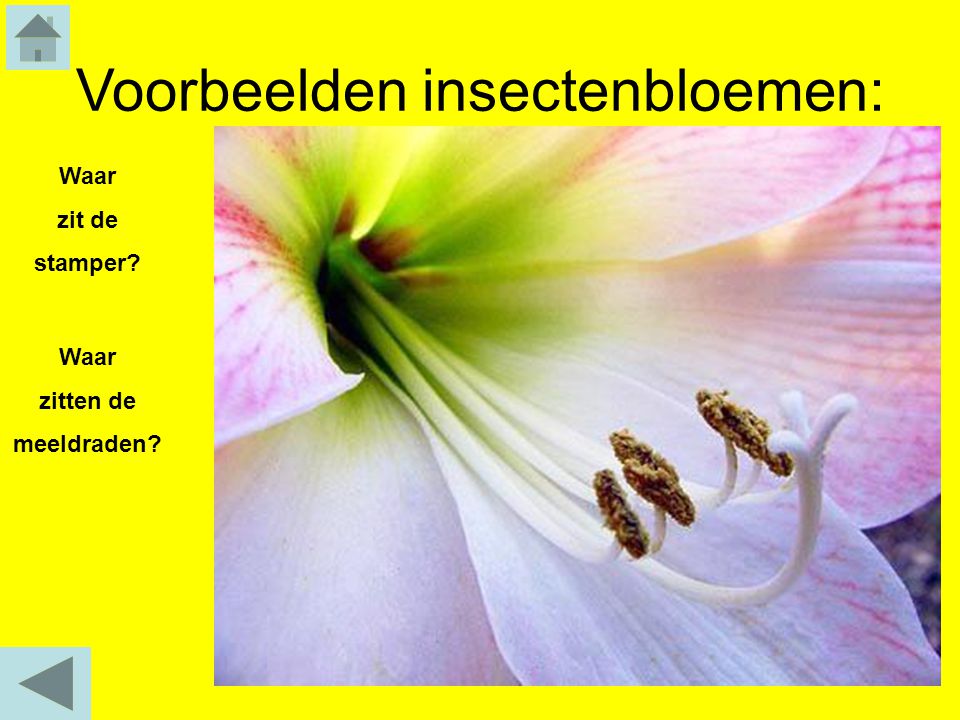 Voorbeelden insectenbloemen: