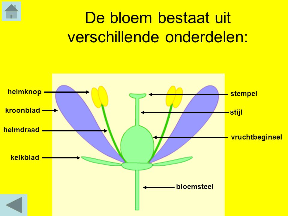 De bloem bestaat uit verschillende onderdelen: