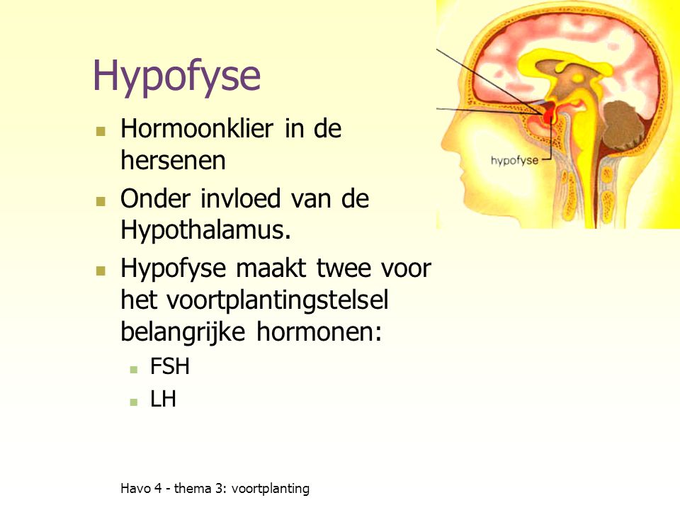 Hypofyse Hormoonklier in de hersenen