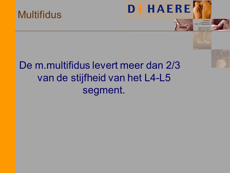 Multifidus De m.multifidus levert meer dan 2/3 van de stijfheid van het L4-L5 segment.