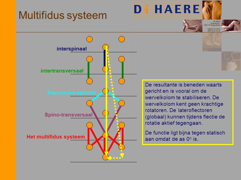 Multifidus systeem interspinaal intertransversaal