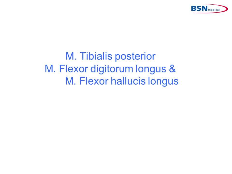 M. Tibialis posterior M. Flexor digitorum longus &. M