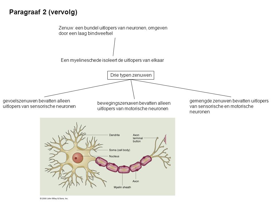 Paragraaf 2 (vervolg) Zenuw: een bundel uitlopers van neuronen, omgeven door een laag bindweefsel.