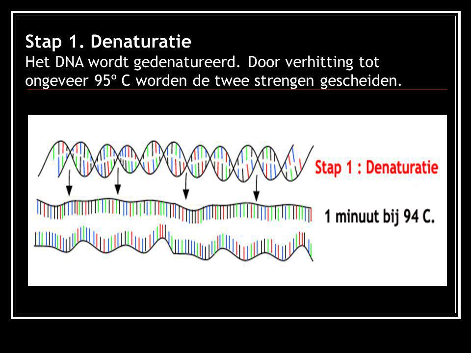 Stap 1. Denaturatie Het DNA wordt gedenatureerd. Door verhitting tot