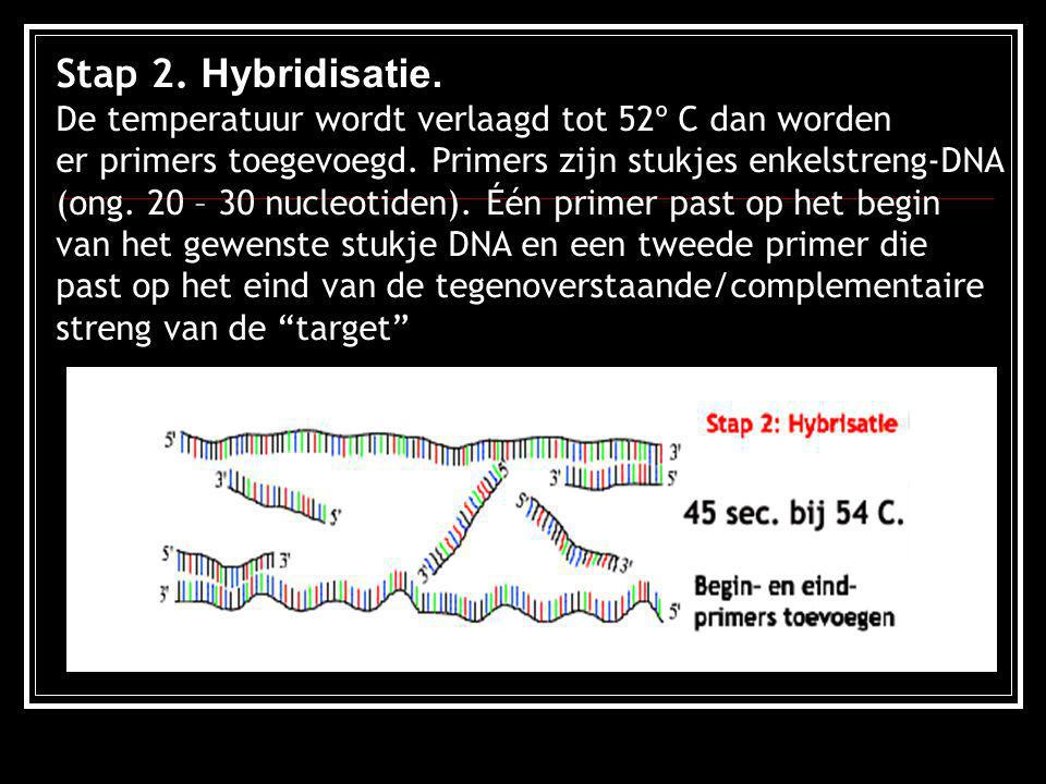 Stap 2. Hybridisatie. De temperatuur wordt verlaagd tot 52º C dan worden. er primers toegevoegd. Primers zijn stukjes enkelstreng-DNA.