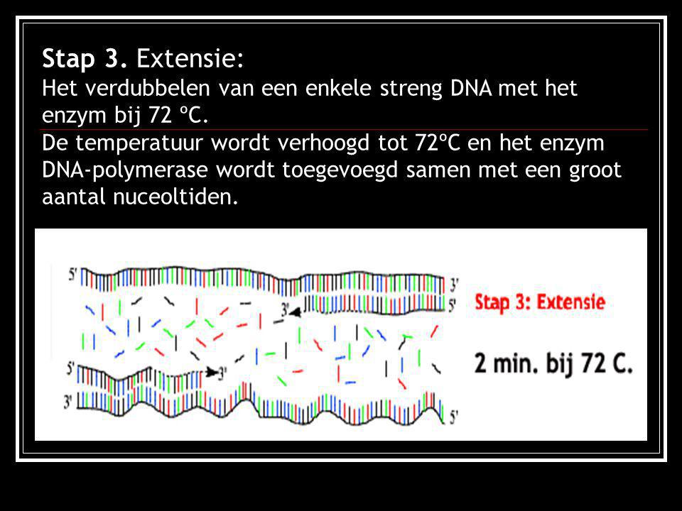 Stap 3. Extensie: Het verdubbelen van een enkele streng DNA met het