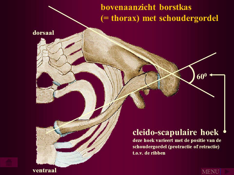 bovenaanzicht borstkas (= thorax) met schoudergordel
