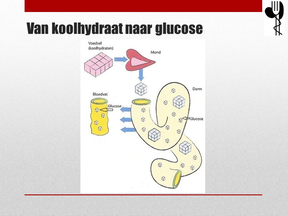 Van koolhydraat naar glucose