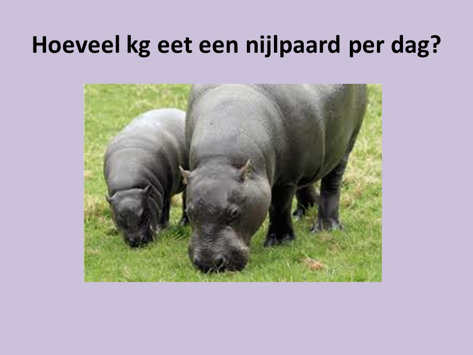 Hoeveel kg eet een nijlpaard per dag