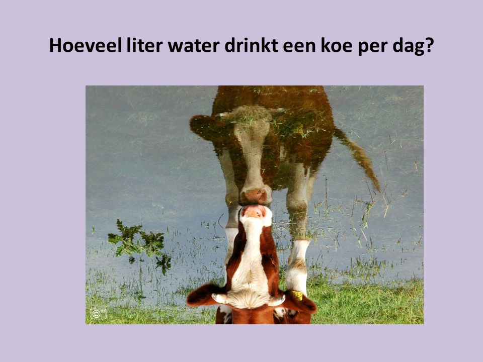Hoeveel liter water drinkt een koe per dag