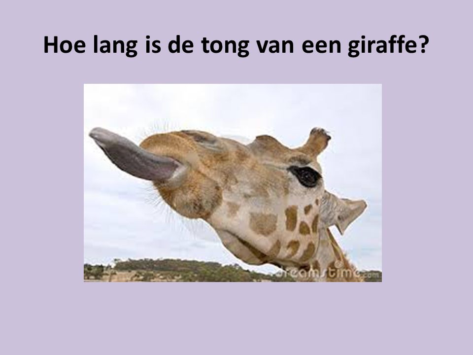 Hoe lang is de tong van een giraffe
