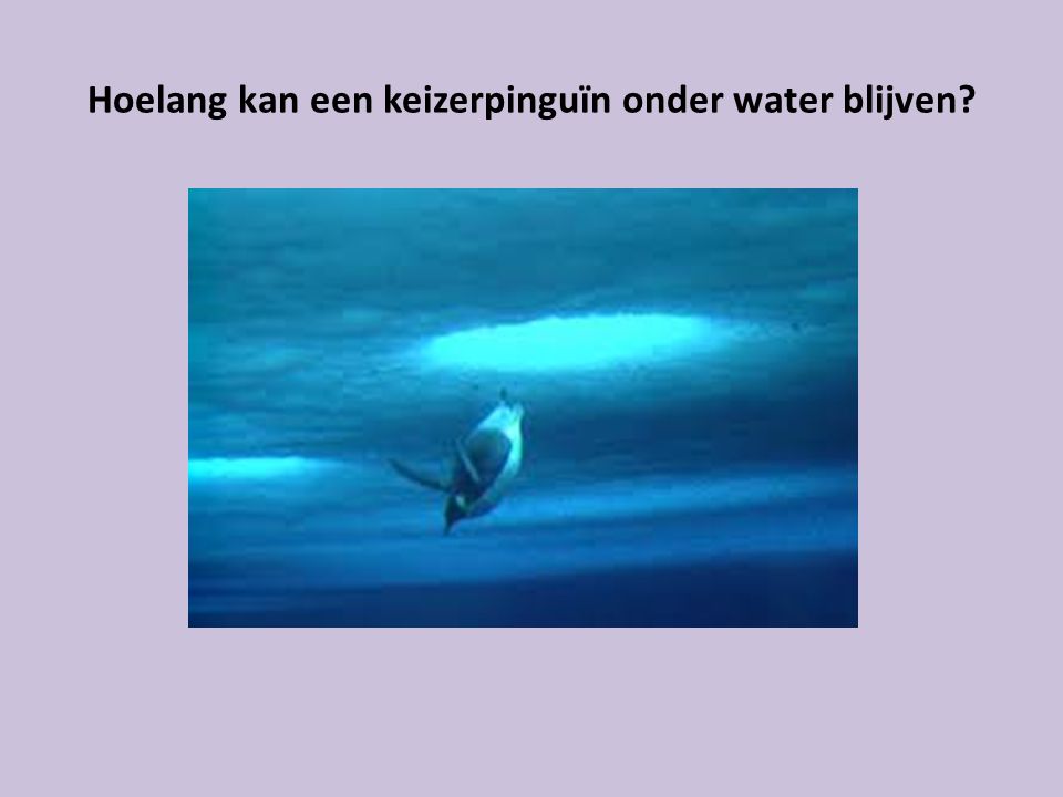 Hoelang kan een keizerpinguïn onder water blijven