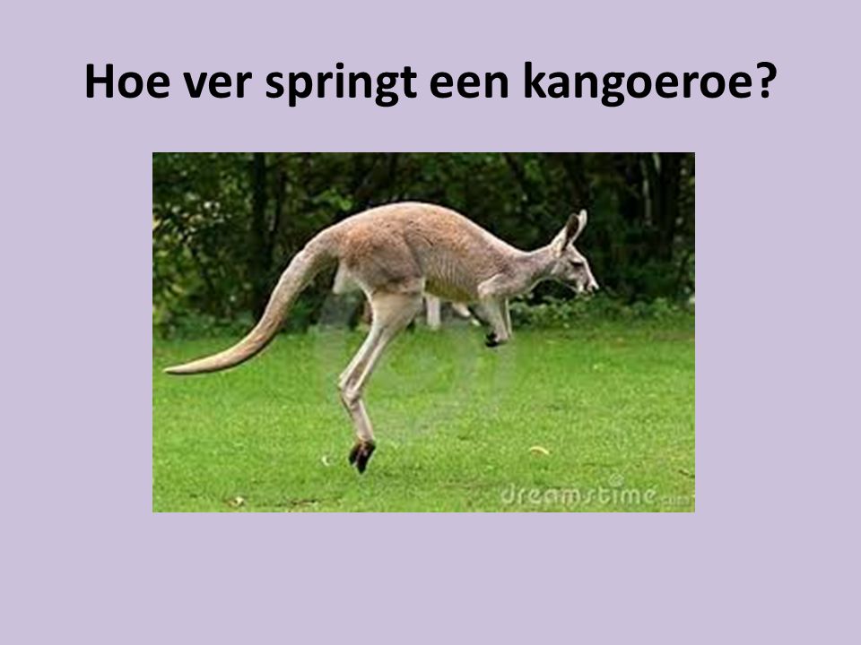 Hoe ver springt een kangoeroe