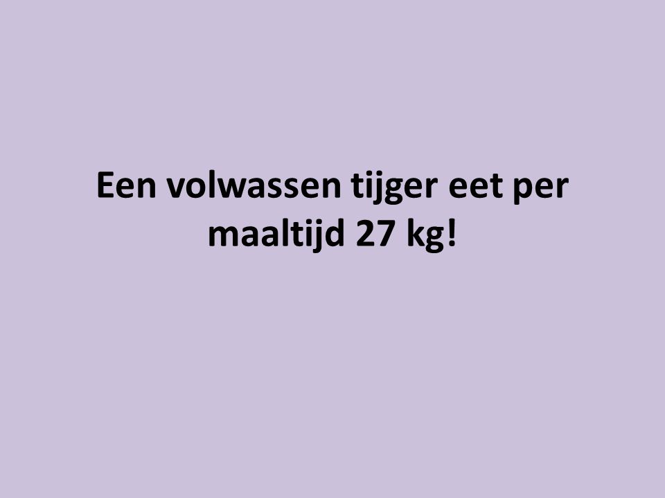 Een volwassen tijger eet per maaltijd 27 kg!