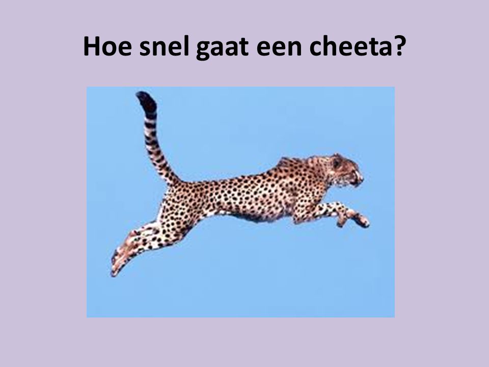 Hoe snel gaat een cheeta