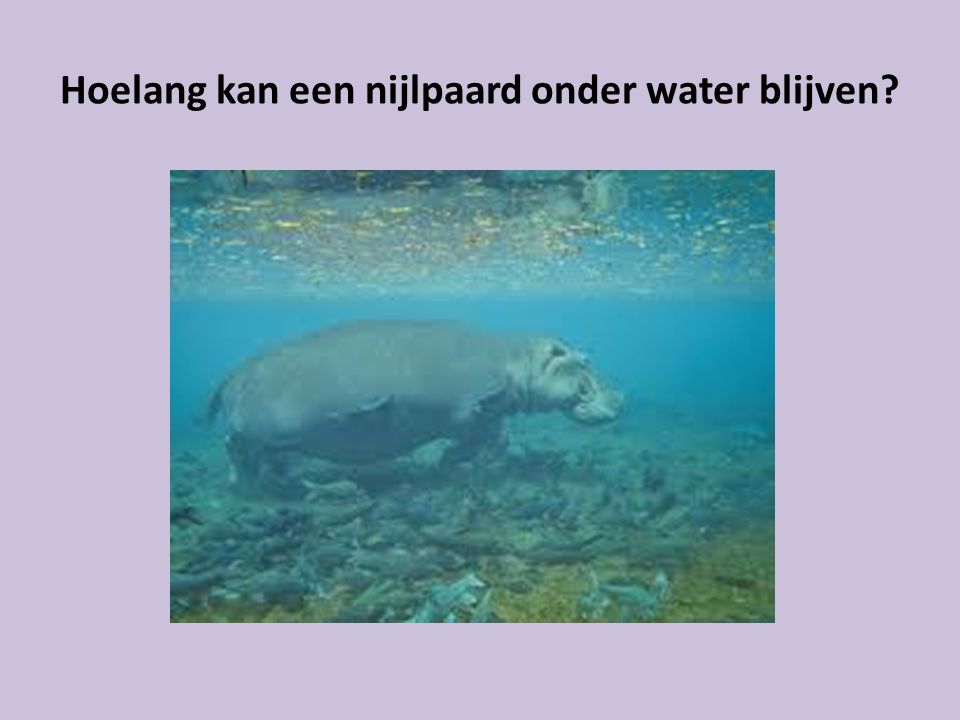 Hoelang kan een nijlpaard onder water blijven