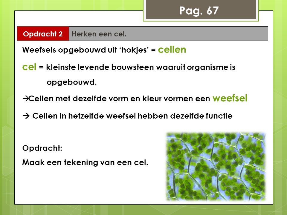 Pag. 67 Opdracht 2. Herken een cel. Weefsels opgebouwd uit ‘hokjes’ = cellen.