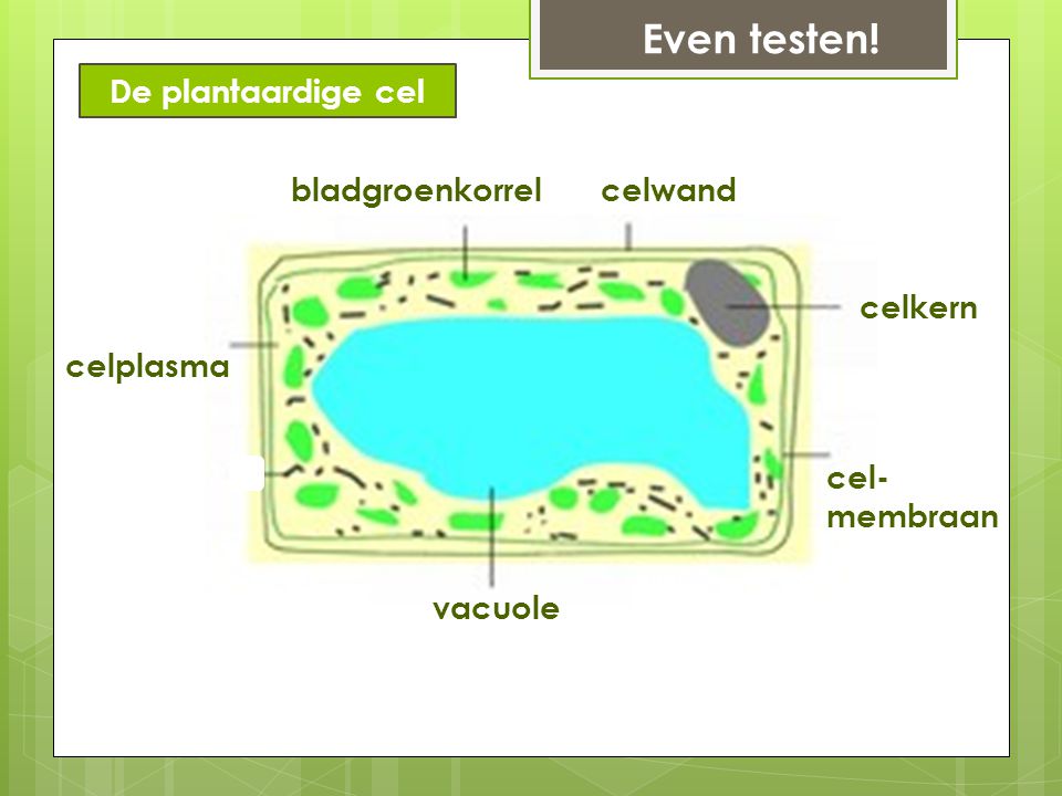 Even testen! De plantaardige cel bladgroenkorrel celwand celkern