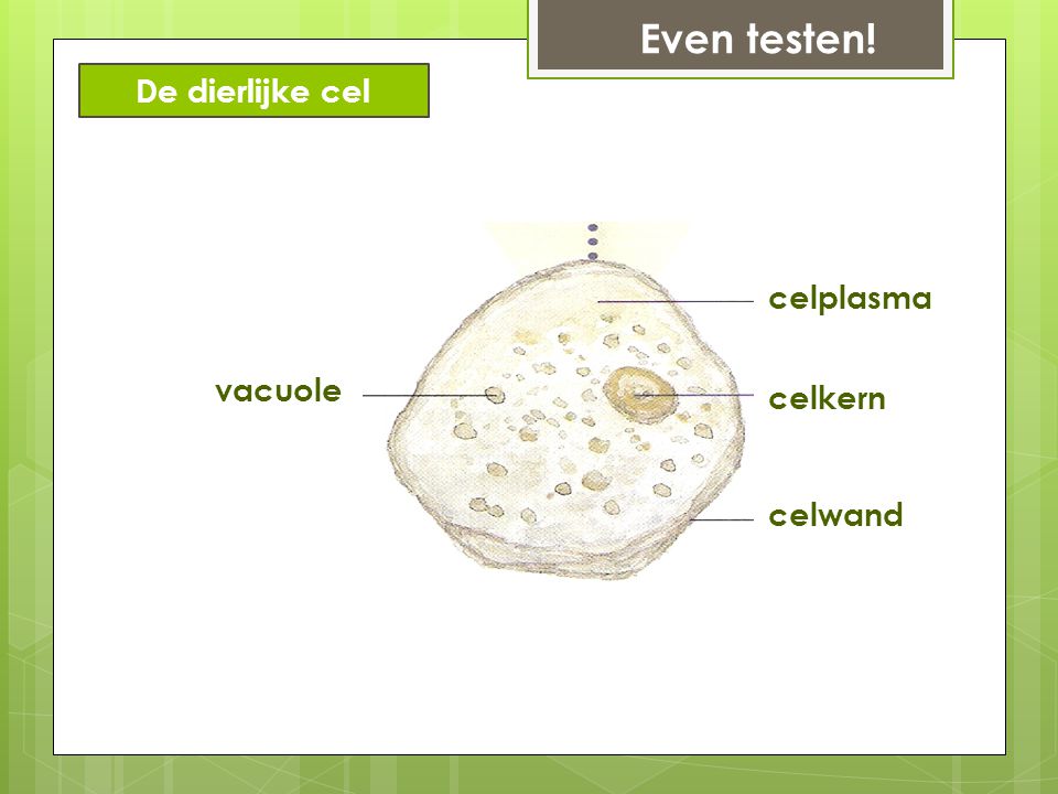 Even testen! De dierlijke cel celplasma vacuole celkern celwand