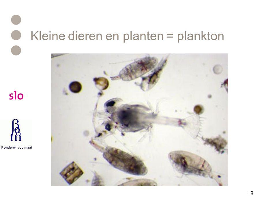 Kleine dieren en planten = plankton