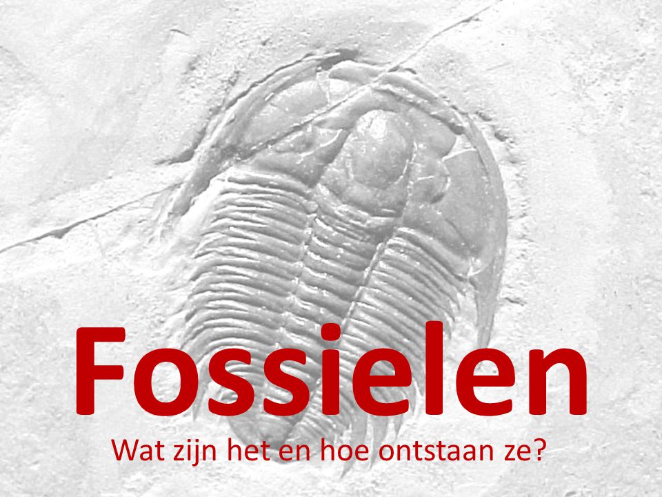 Fossielen Wat zijn het en hoe ontstaan ze