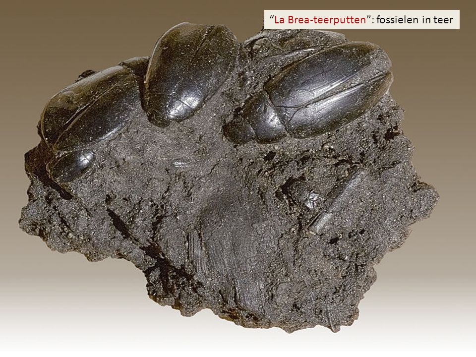 La Brea-teerputten : fossielen in teer