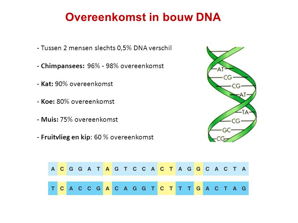 Overeenkomst in bouw DNA
