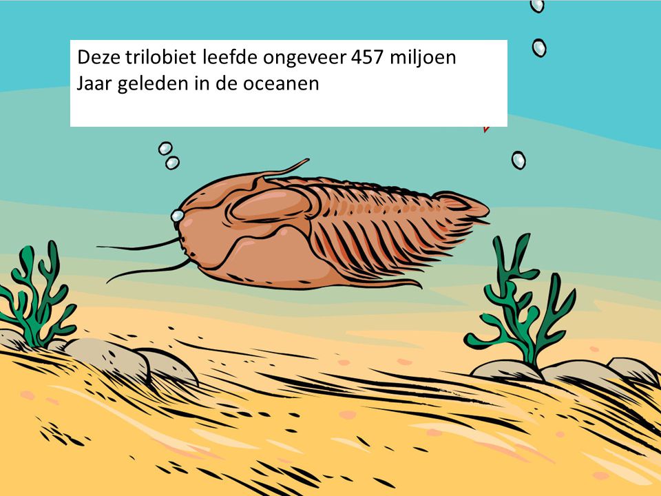 Deze trilobiet leefde ongeveer 457 miljoen