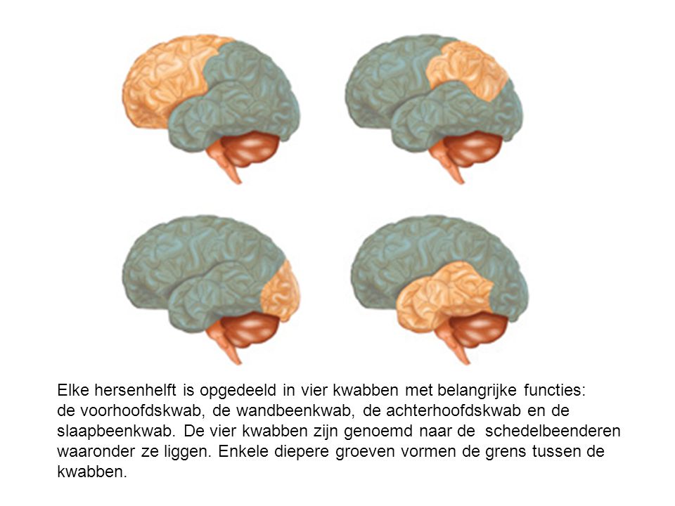 Elke hersenhelft is opgedeeld in vier kwabben met belangrijke functies: de voorhoofdskwab, de wandbeenkwab, de achterhoofdskwab en de slaapbeenkwab. De vier kwabben zijn genoemd naar de schedelbeenderen waaronder ze liggen.