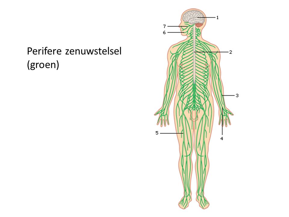 Perifere zenuwstelsel (groen)