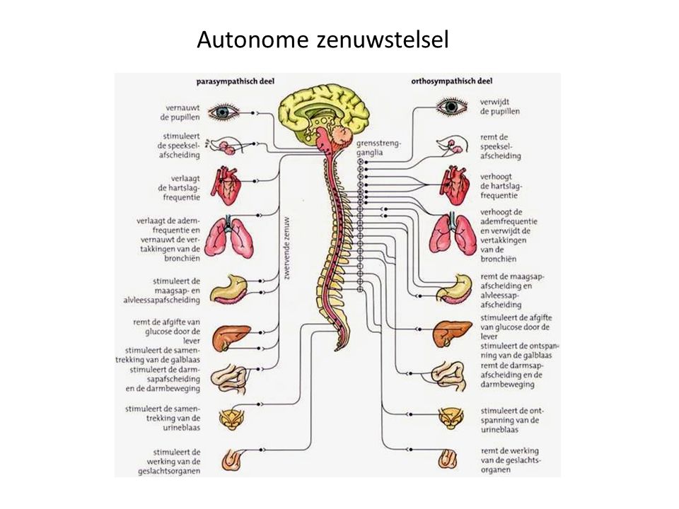 Autonome zenuwstelsel