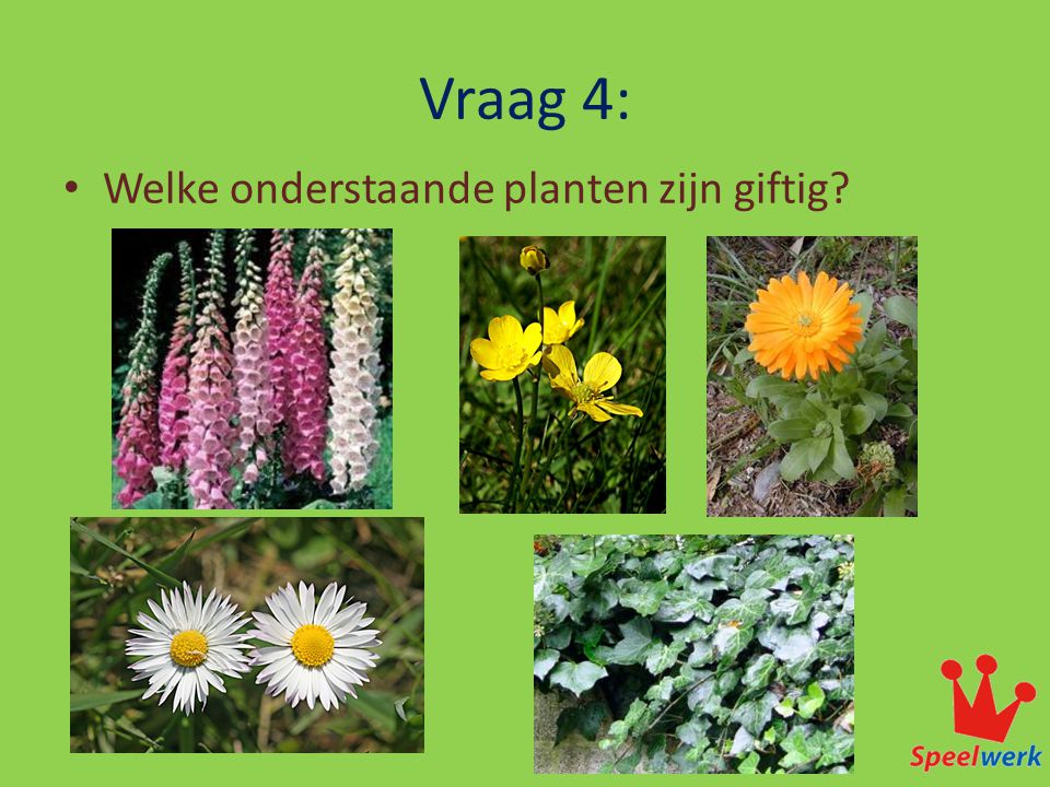 Vraag 4: Welke onderstaande planten zijn giftig