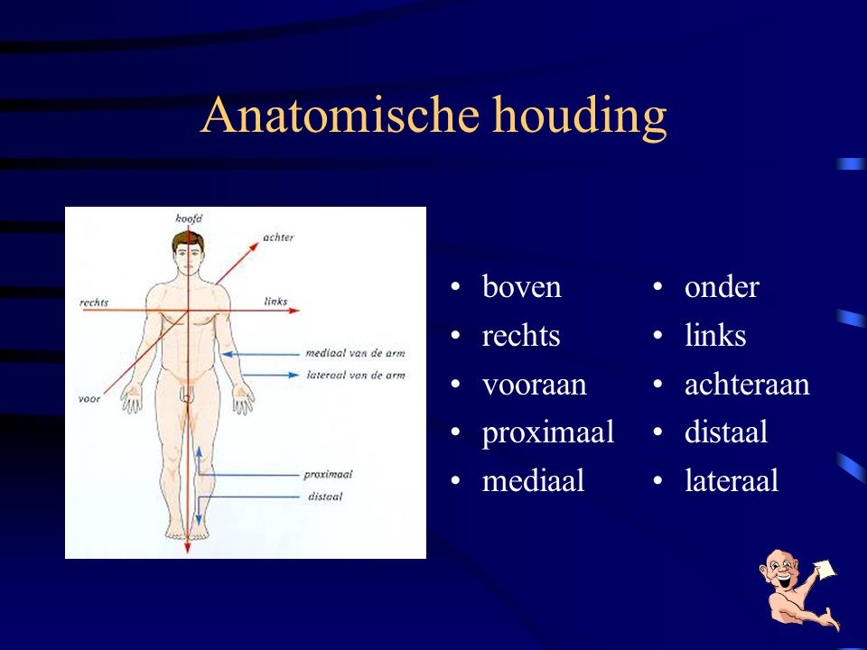 Anatomische houding boven rechts vooraan proximaal mediaal onder links