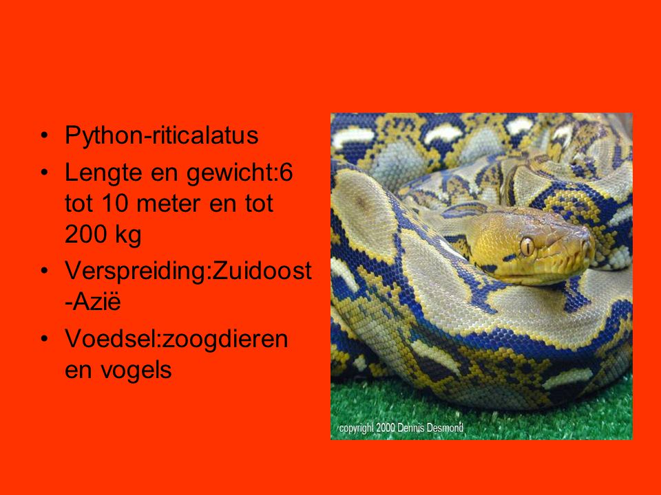 Python-riticalatus Lengte en gewicht:6 tot 10 meter en tot 200 kg.