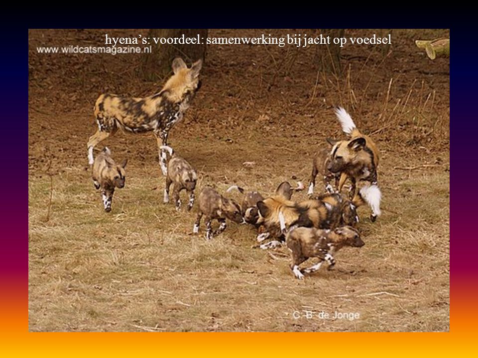 hyena’s: voordeel: samenwerking bij jacht op voedsel