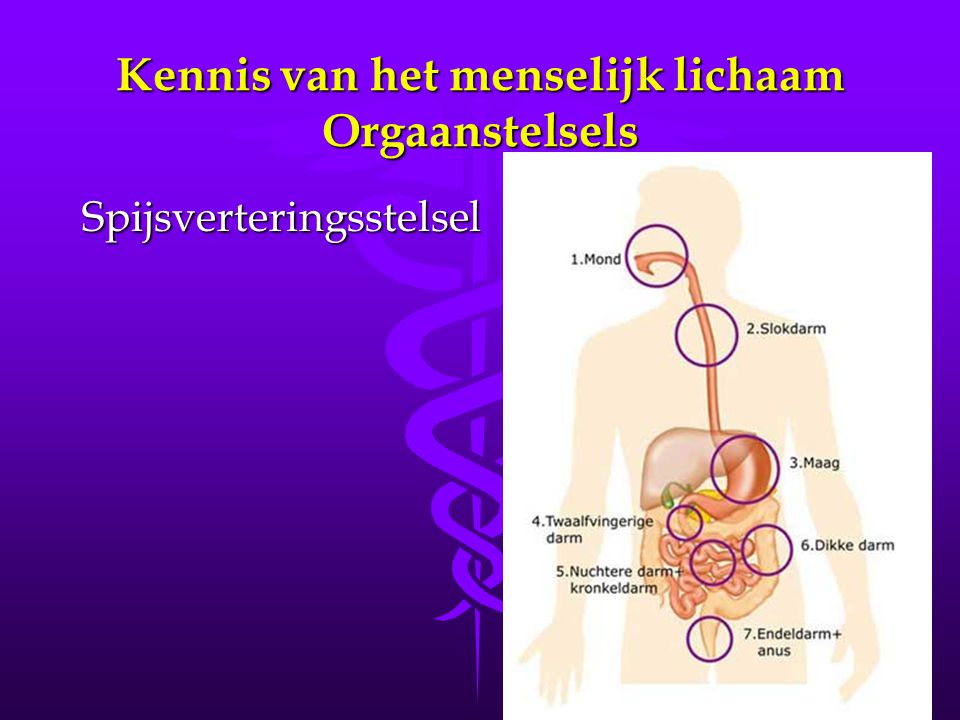 Kennis van het menselijk lichaam Orgaanstelsels