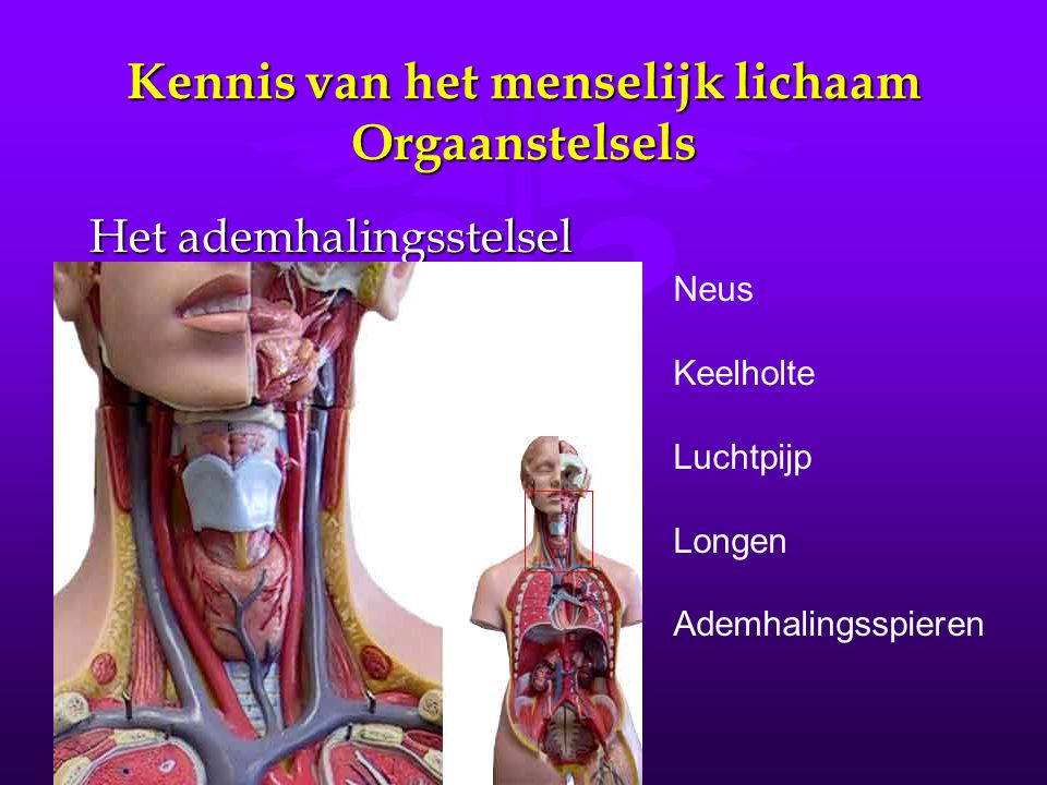 Kennis van het menselijk lichaam Orgaanstelsels