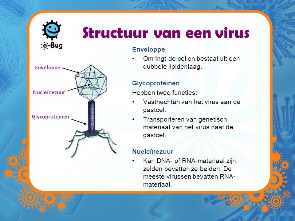 Structuur van een virus
