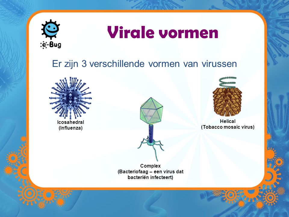 Virale vormen Er zijn 3 verschillende vormen van virussen Helical